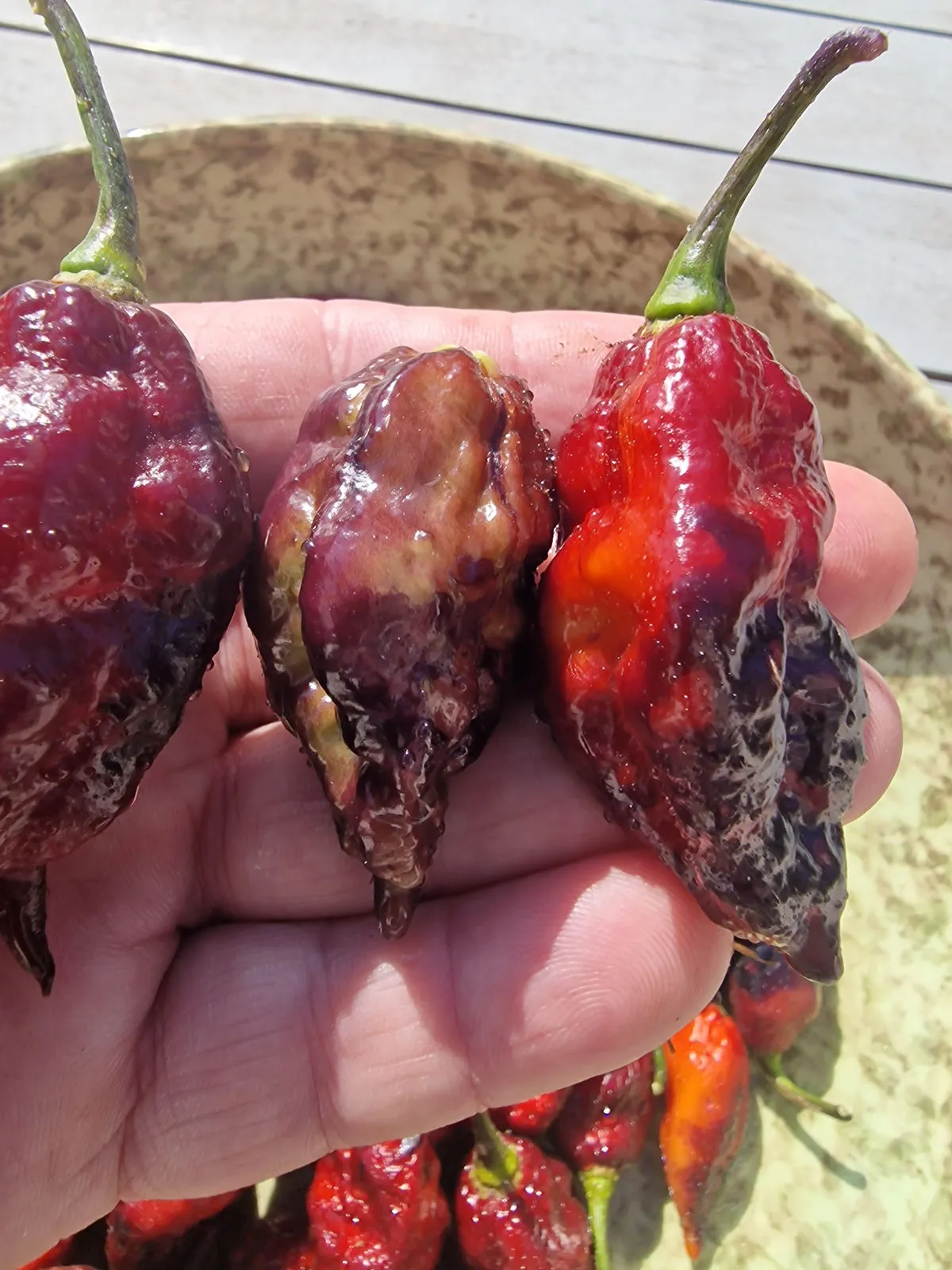 Fox Dark Naga Ruby Chilli Seeds - Image 5