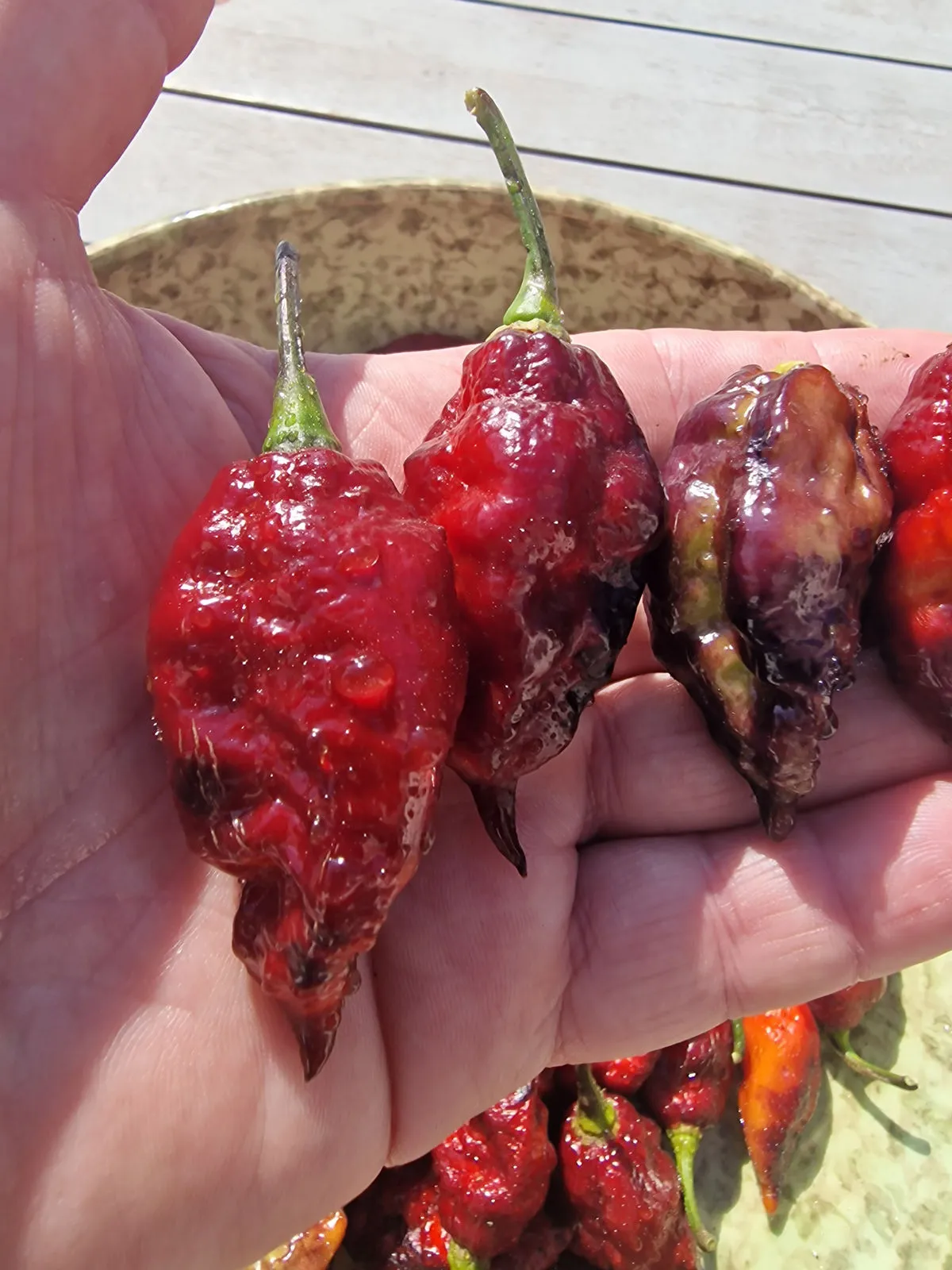 Fox Dark Naga Ruby Chilli Seeds - Image 6