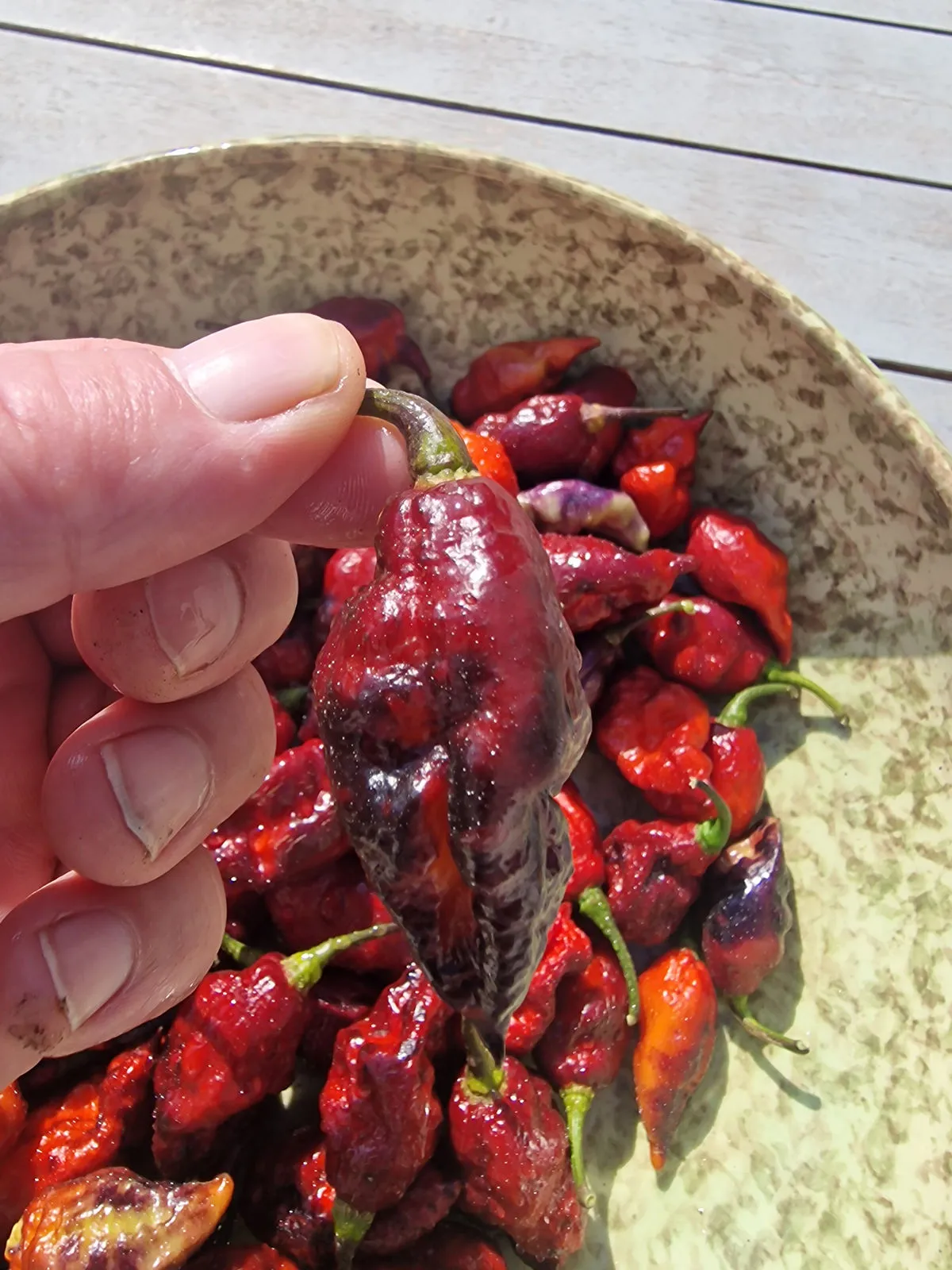 Fox Dark Naga Ruby Chilli Seeds - Image 3