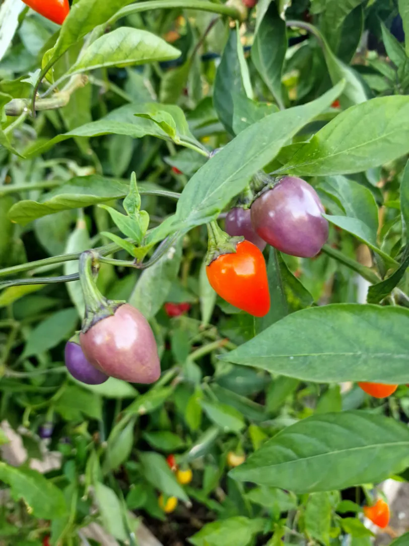 Multi Colour Jalapeno Chilli Seeds - Image 2
