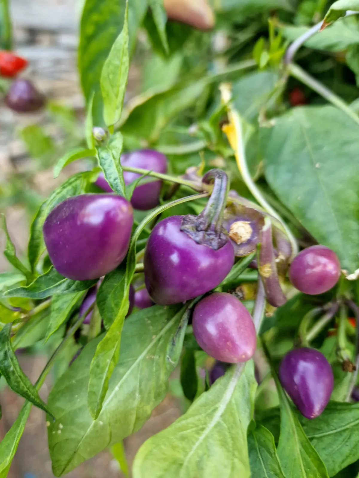 Multi Colour Jalapeno Chilli Seeds - Image 9