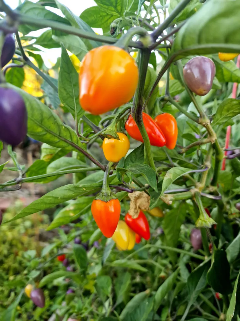 Multi Colour Jalapeno Chilli Seeds - Image 4