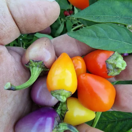 Multi Colour Jalapeno Chilli Seeds