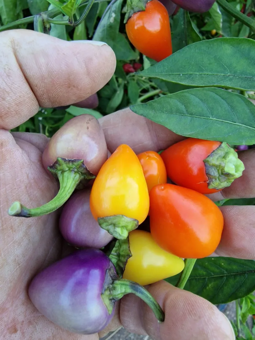 Multi Colour Jalapeno Chilli Seeds