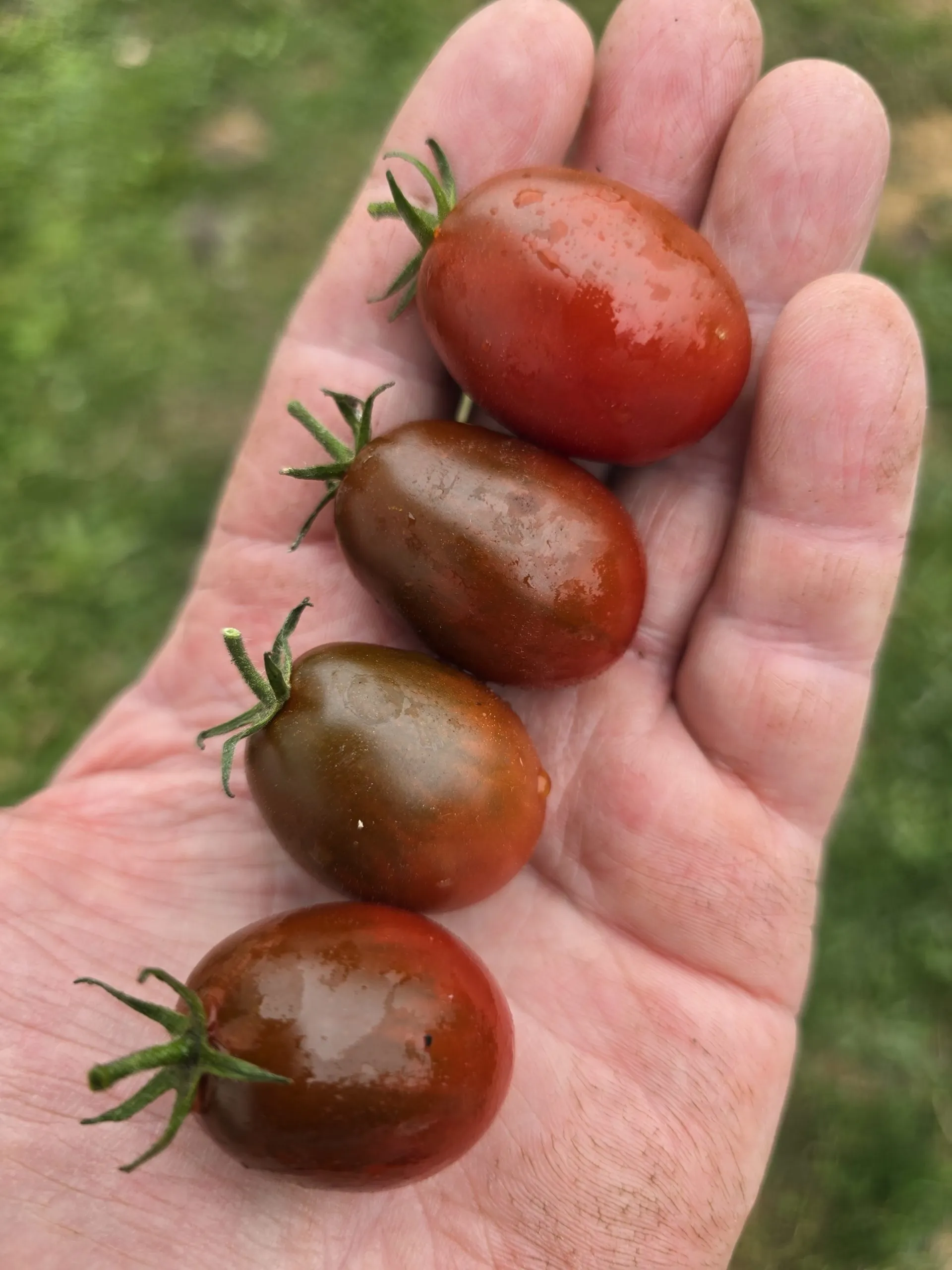 Mini Kumato Tomato Seeds - Image 5