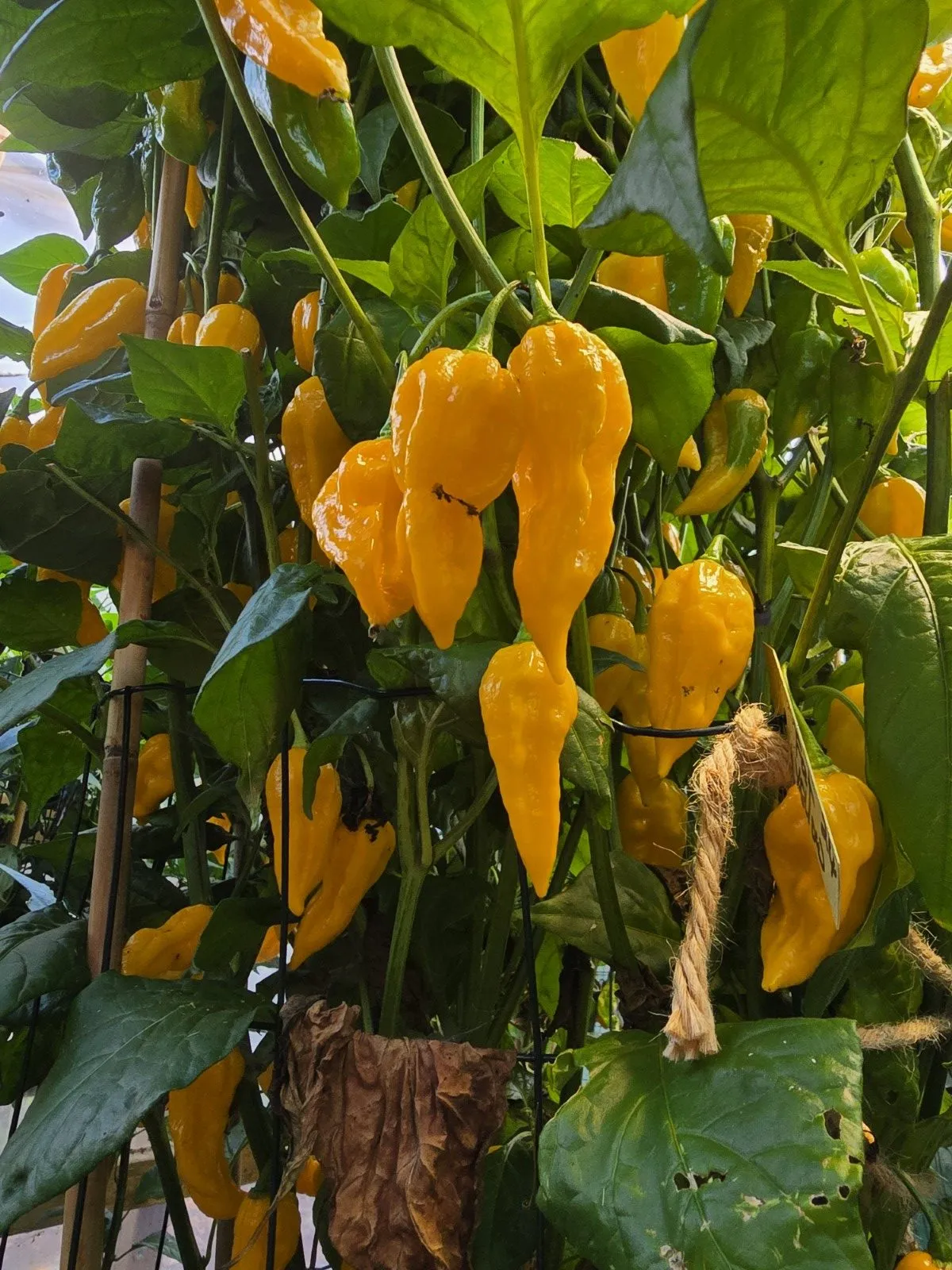 Fatalii Yellow Chilli Seeds - Image 5