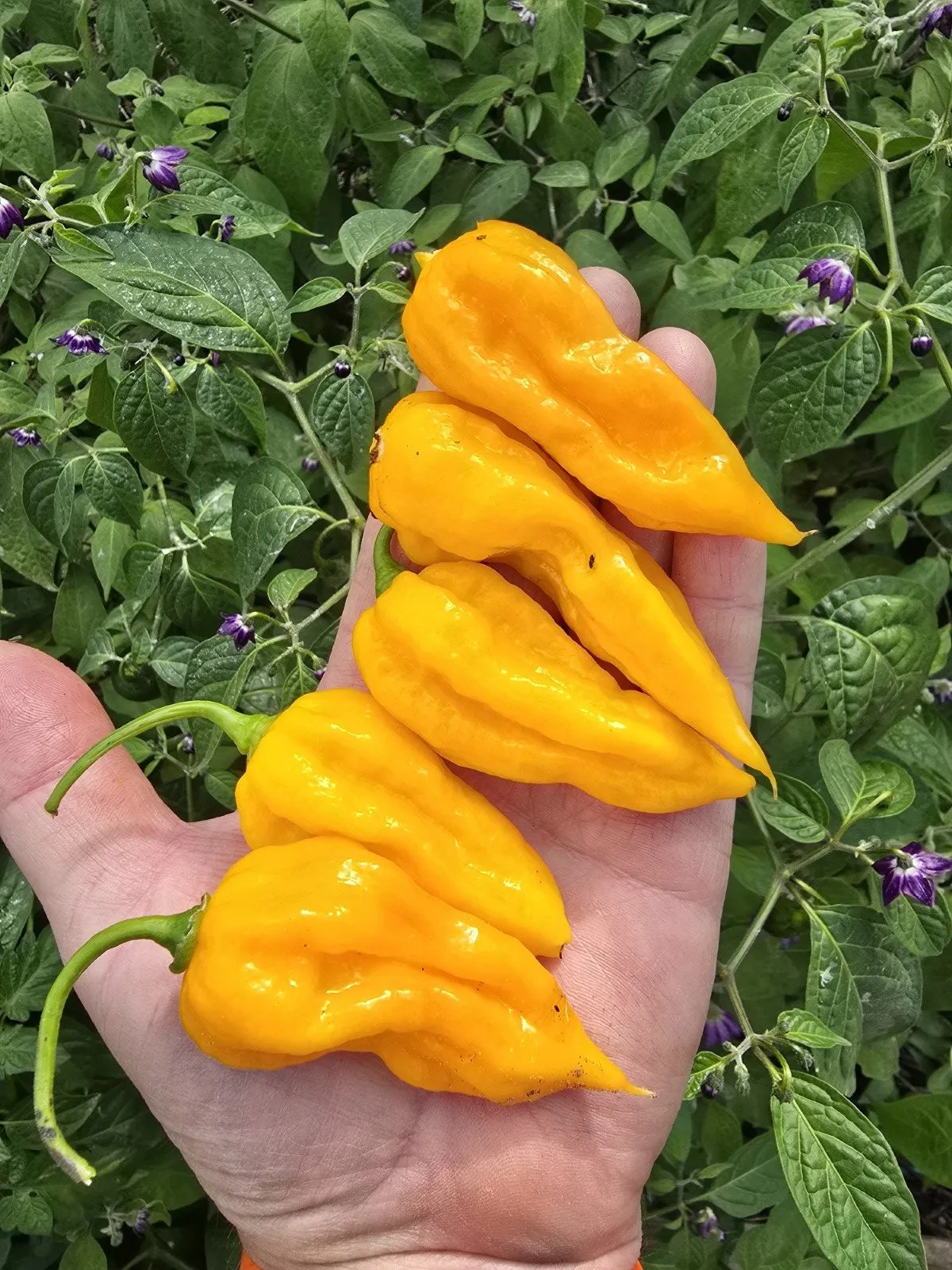 Fatalii Yellow Chilli Seeds - Image 3