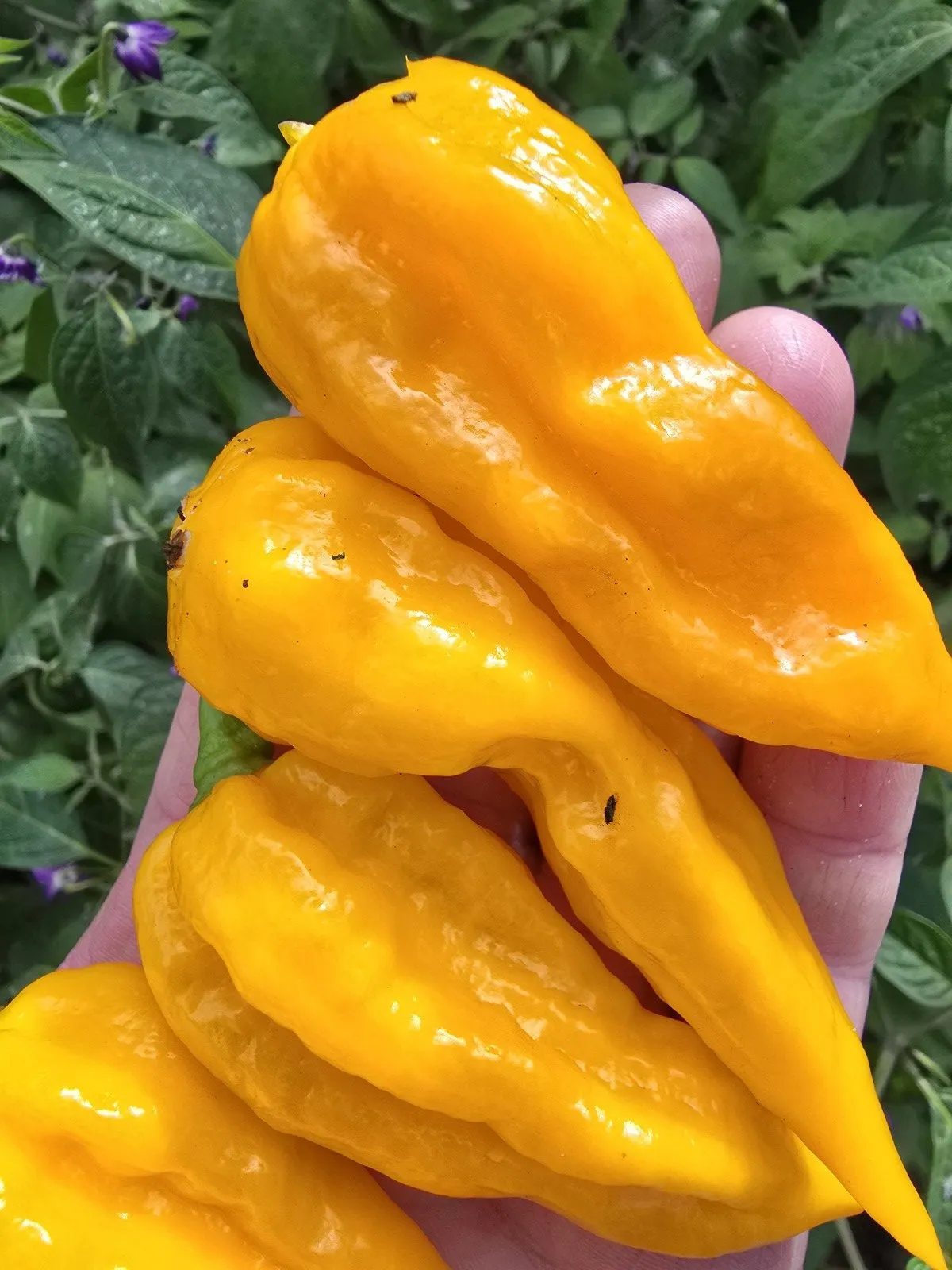 Fatalii Yellow Chilli Seeds - Image 11