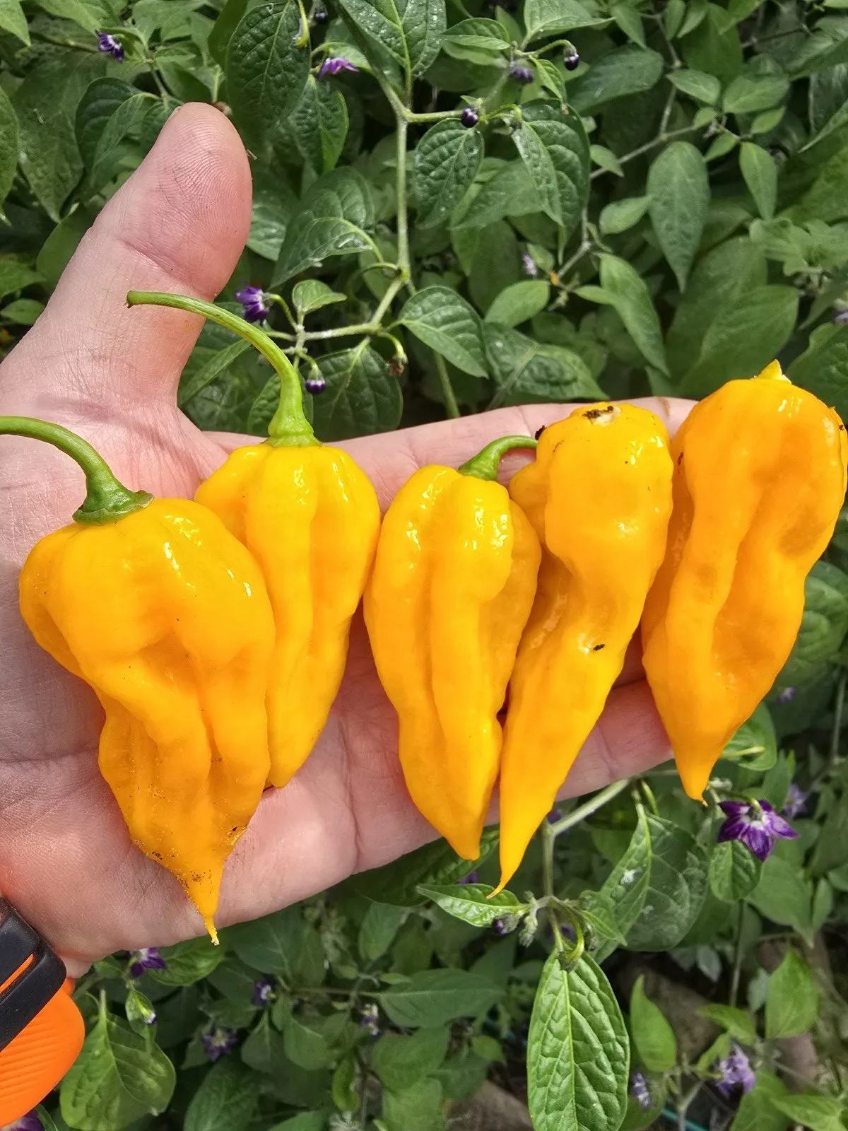 Fatalii Yellow Chilli Seeds - Image 12