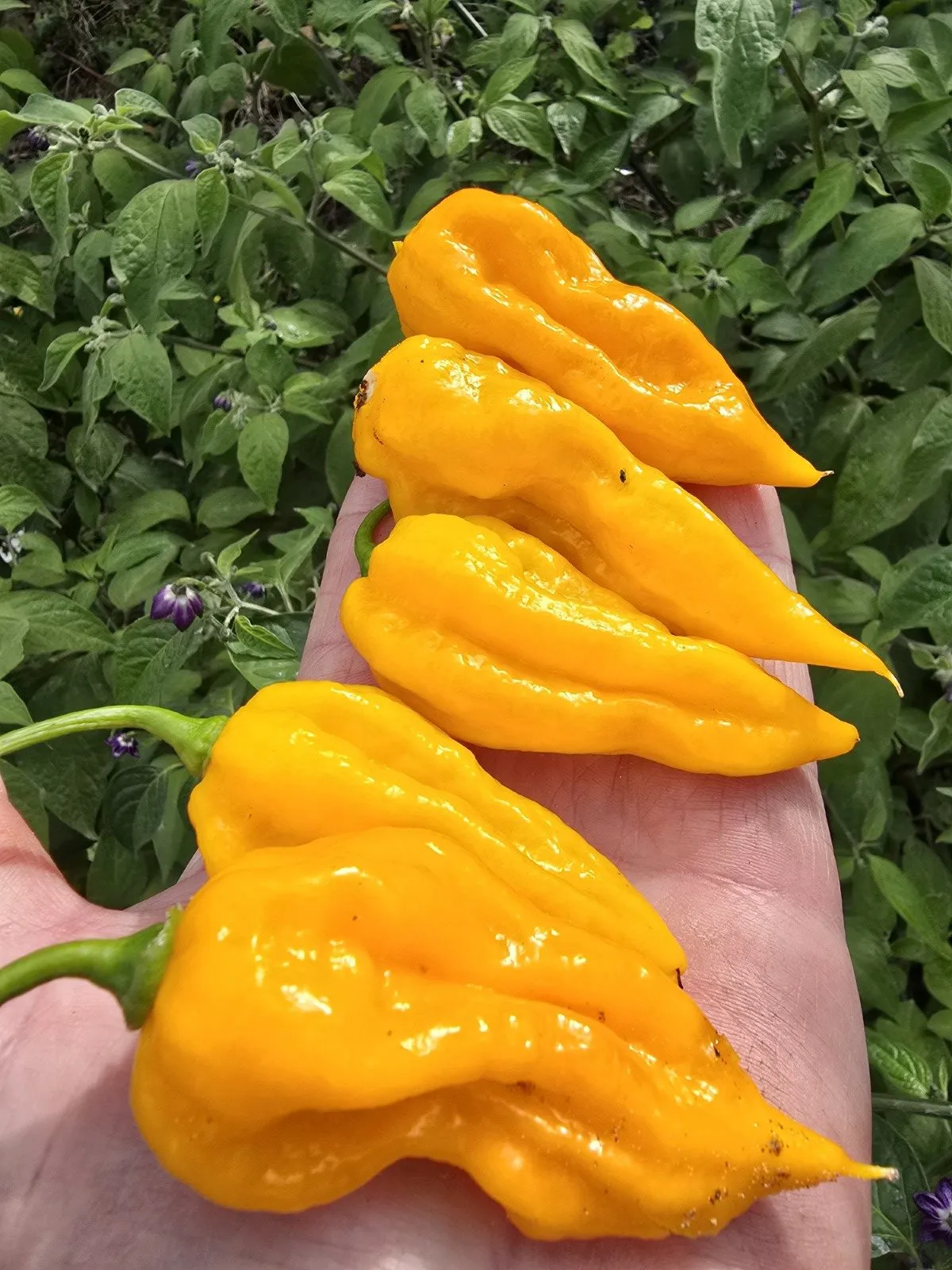 Fatalii Yellow Chilli Seeds - Image 2