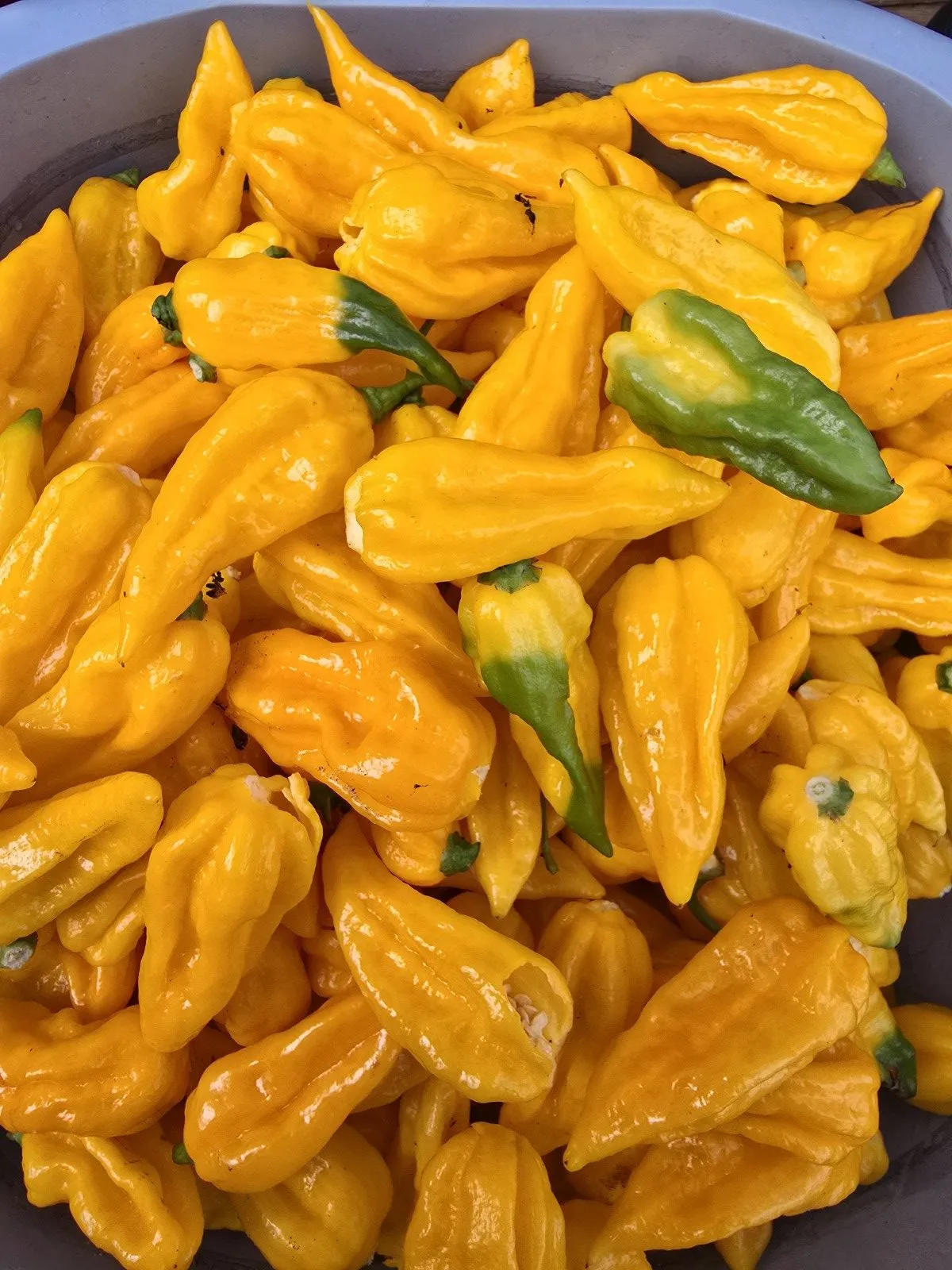 Fatalii Yellow Chilli Seeds - Image 8