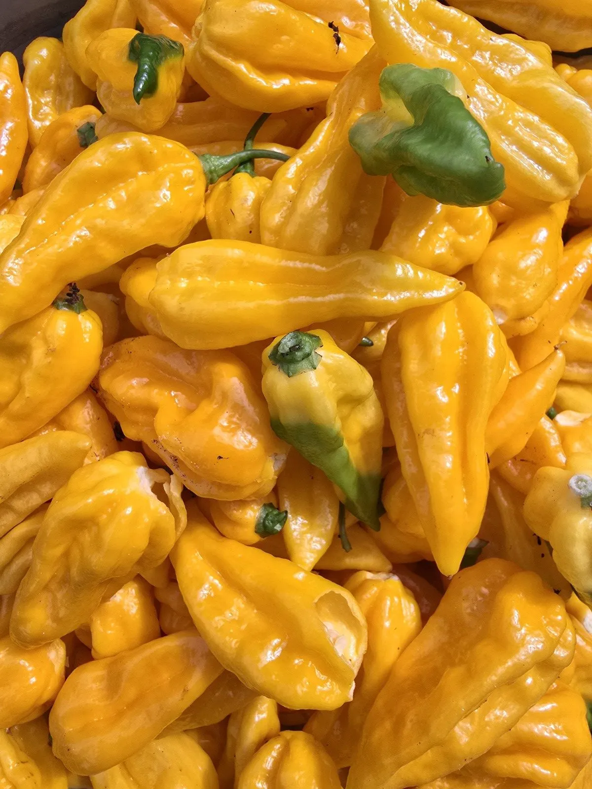Fatalii Yellow Chilli Seeds - Image 9