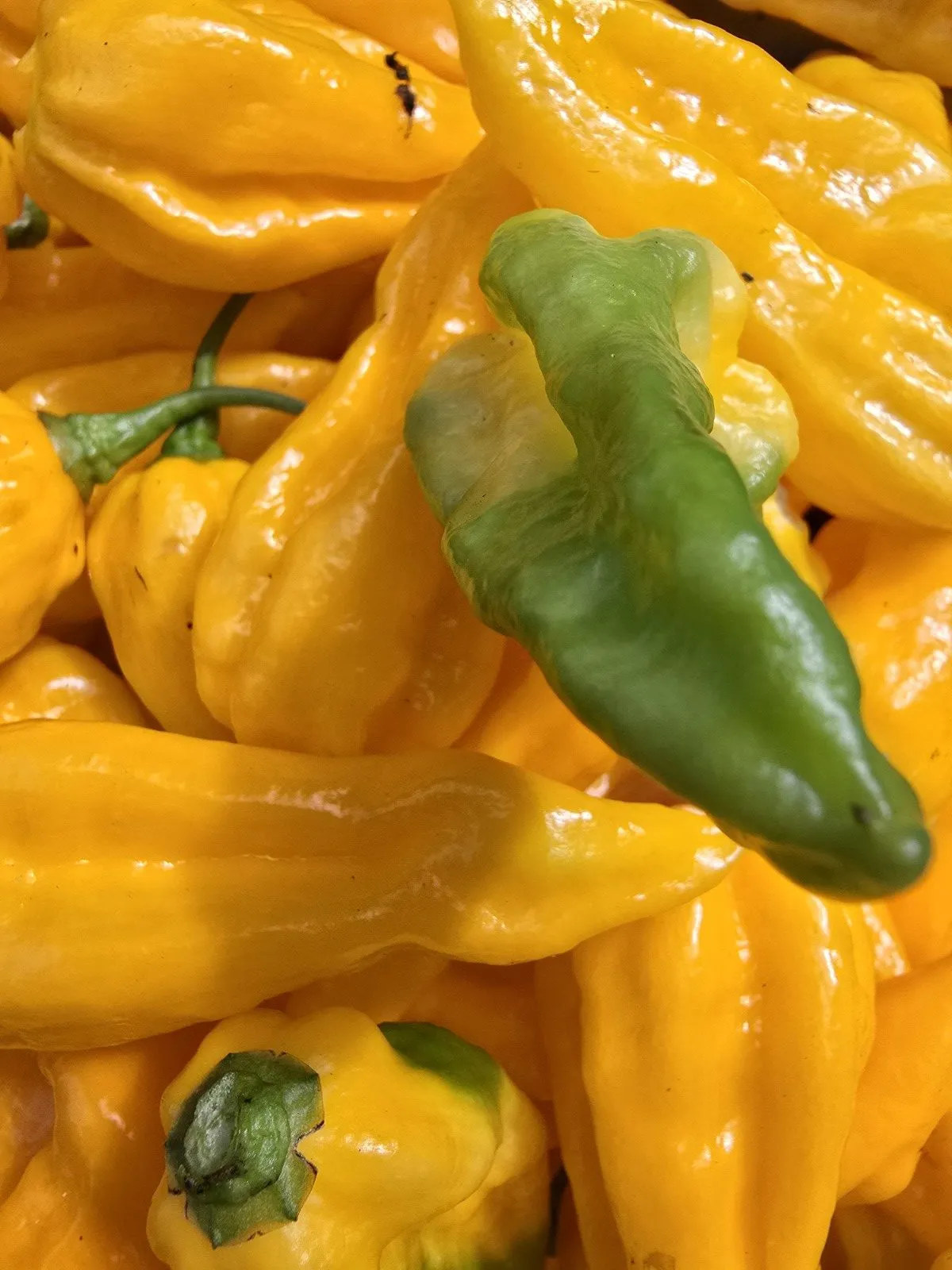 Fatalii Yellow Chilli Seeds - Image 10