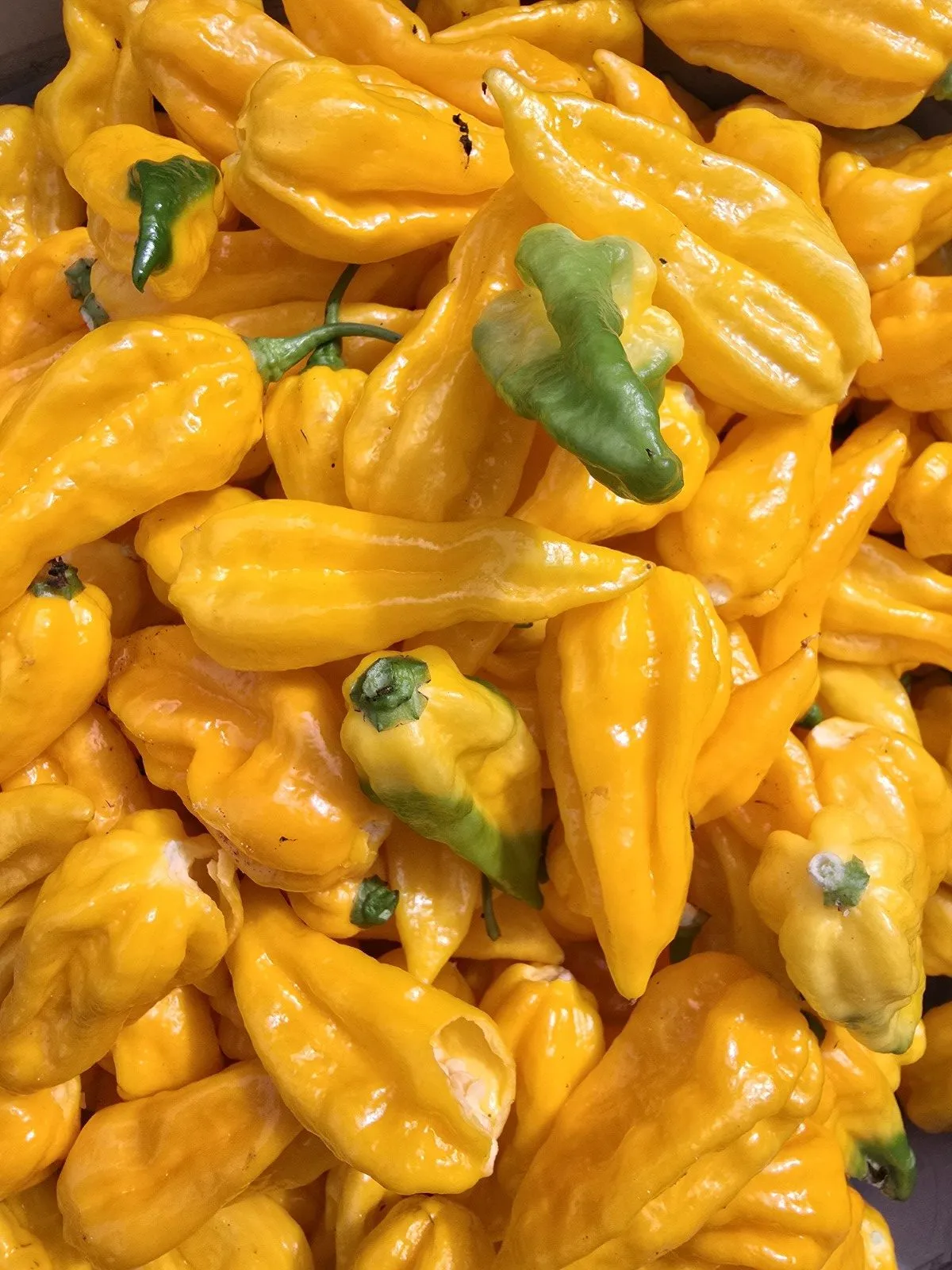 Fatalii Yellow Chilli Seeds - Image 4