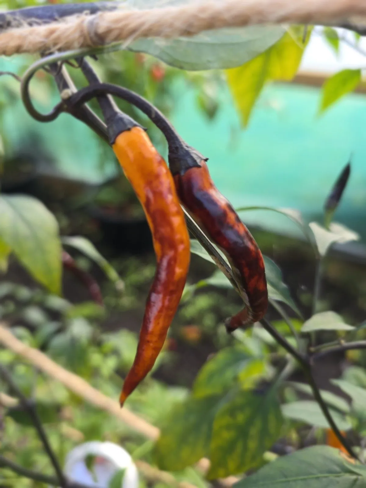 Halloween Black and Orange Thai Chilli Seeds - Image 2