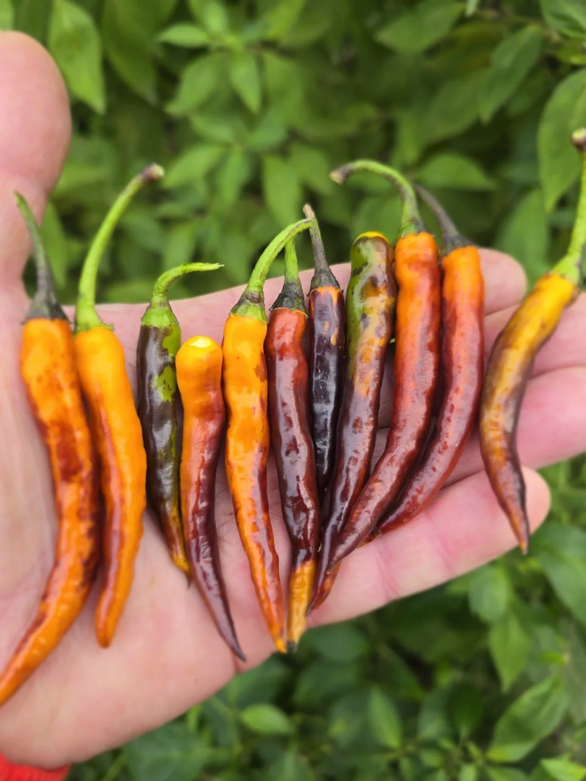 Halloween Black and Orange Thai Chilli Seeds - Image 11