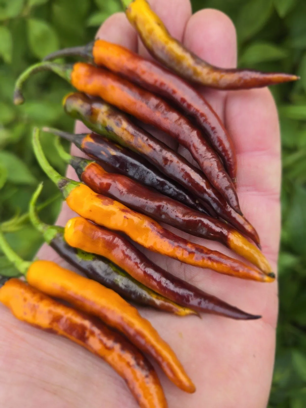 Halloween Black and Orange Thai Chilli Seeds - Image 7