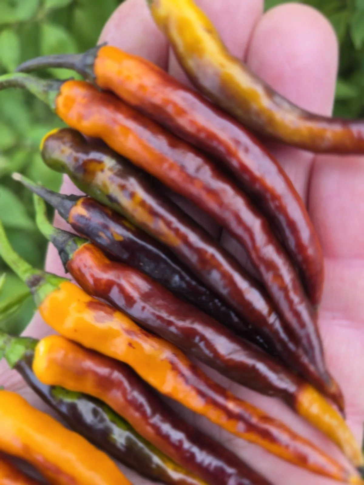 Halloween Black and Orange Thai Chilli Seeds - Image 4
