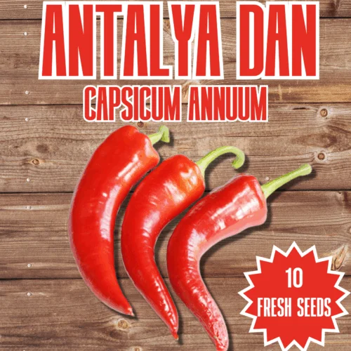 Antalya Dan Chilli Seeds