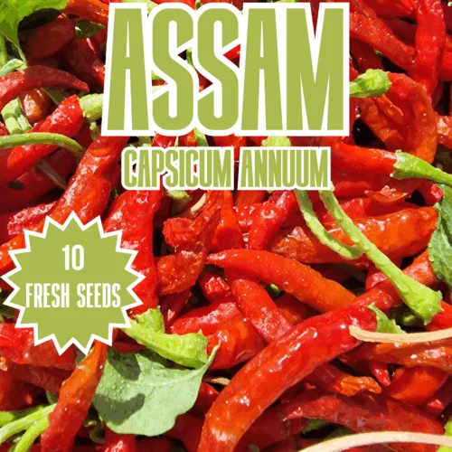 Assam Chilli Seeds