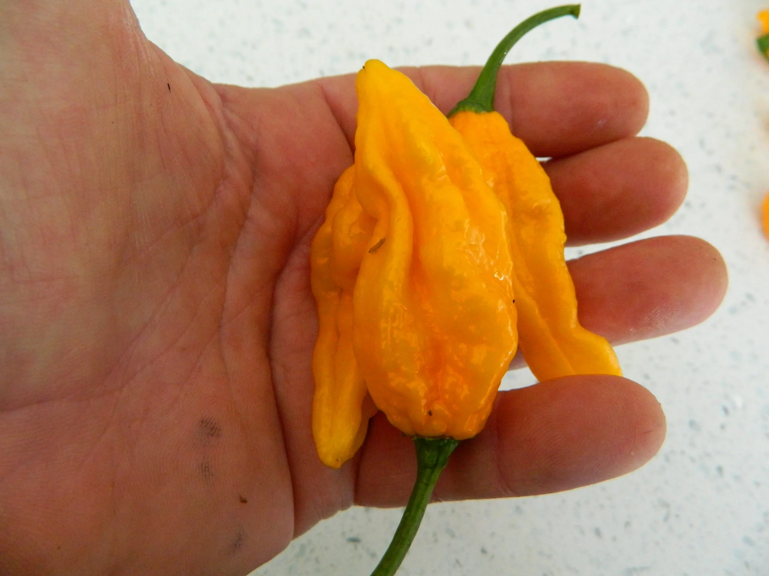 Fatalii Yellow Chilli Seeds - Image 3
