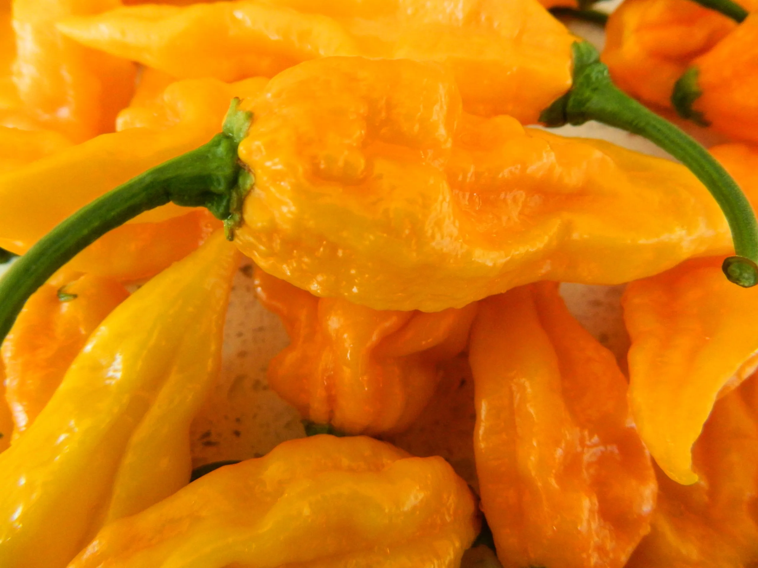 Fatalii Yellow Chilli Seeds - Image 2