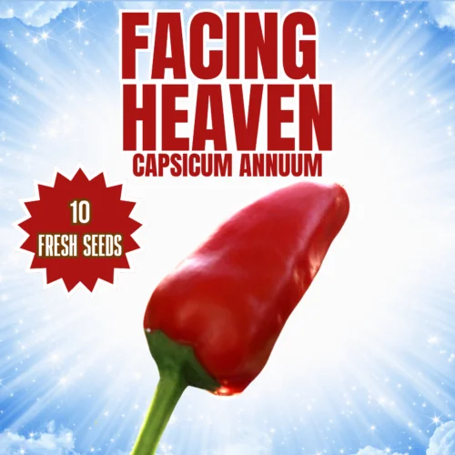 Facing Heaven Chilli Seeds