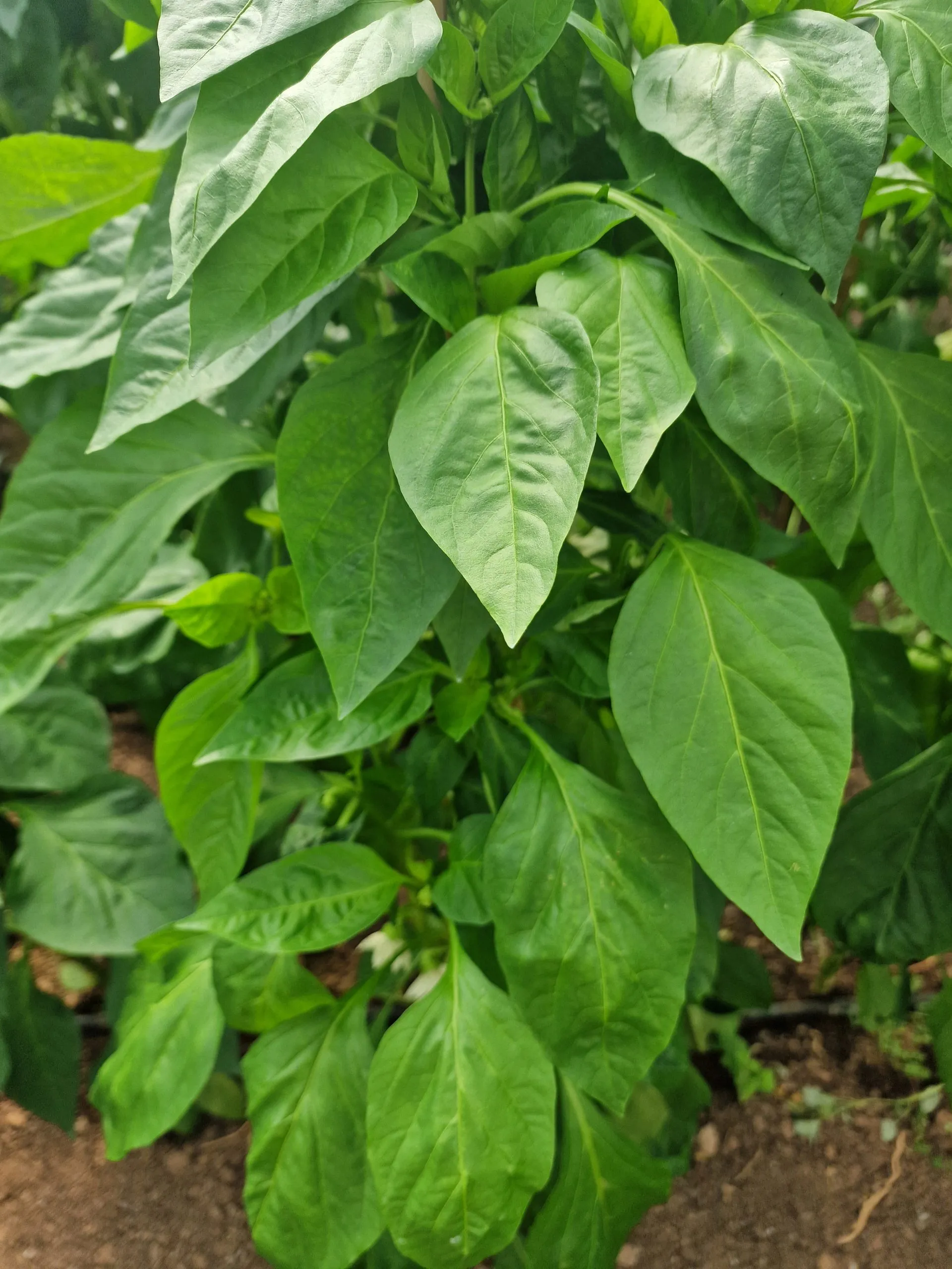 Giant Aconcagua Sweet Pepper Seeds - Image 2