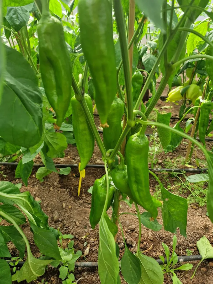 Giant Aconcagua Sweet Pepper Seeds - Image 3