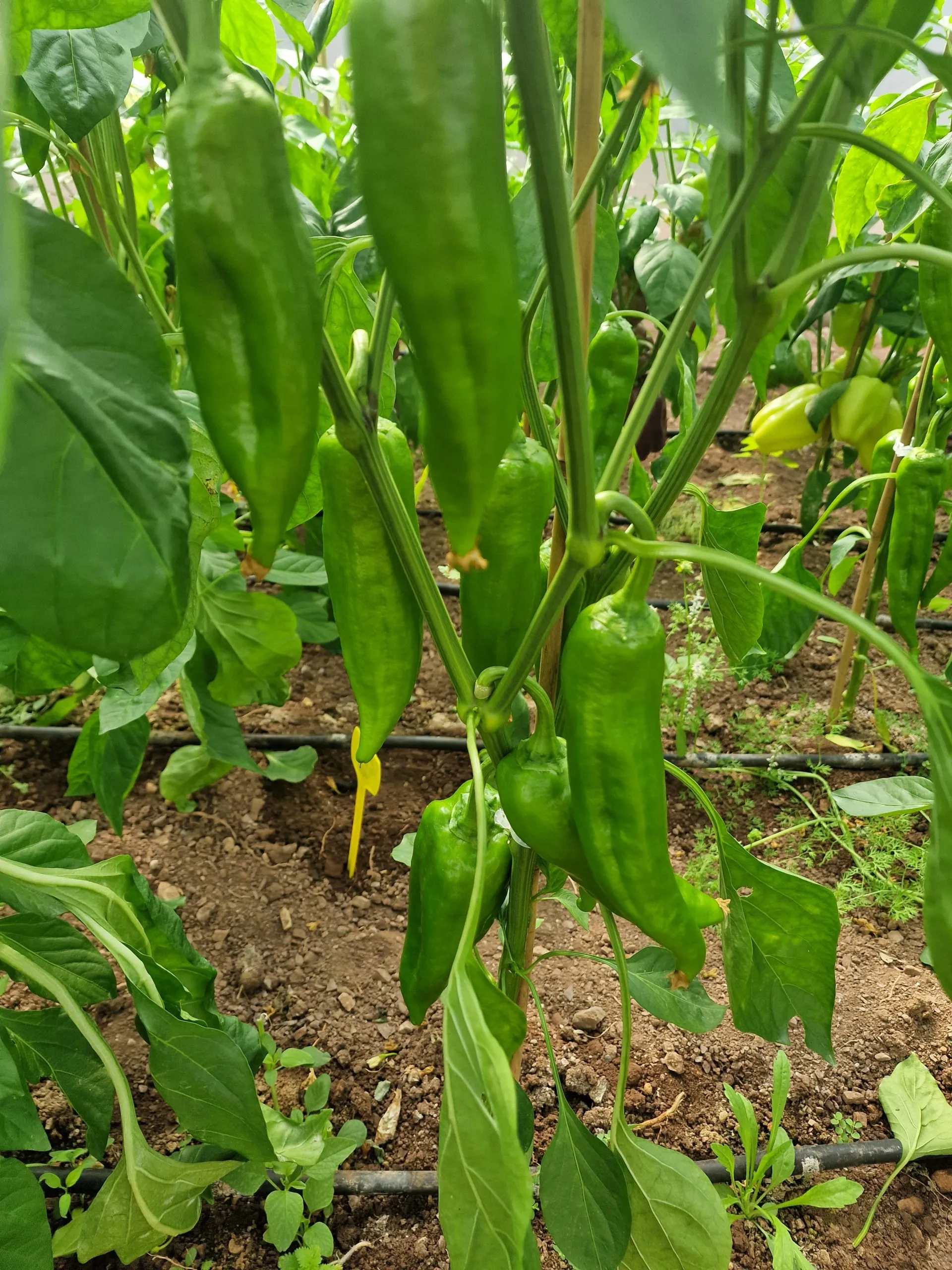 Giant Aconcagua Sweet Pepper Seeds - Image 3
