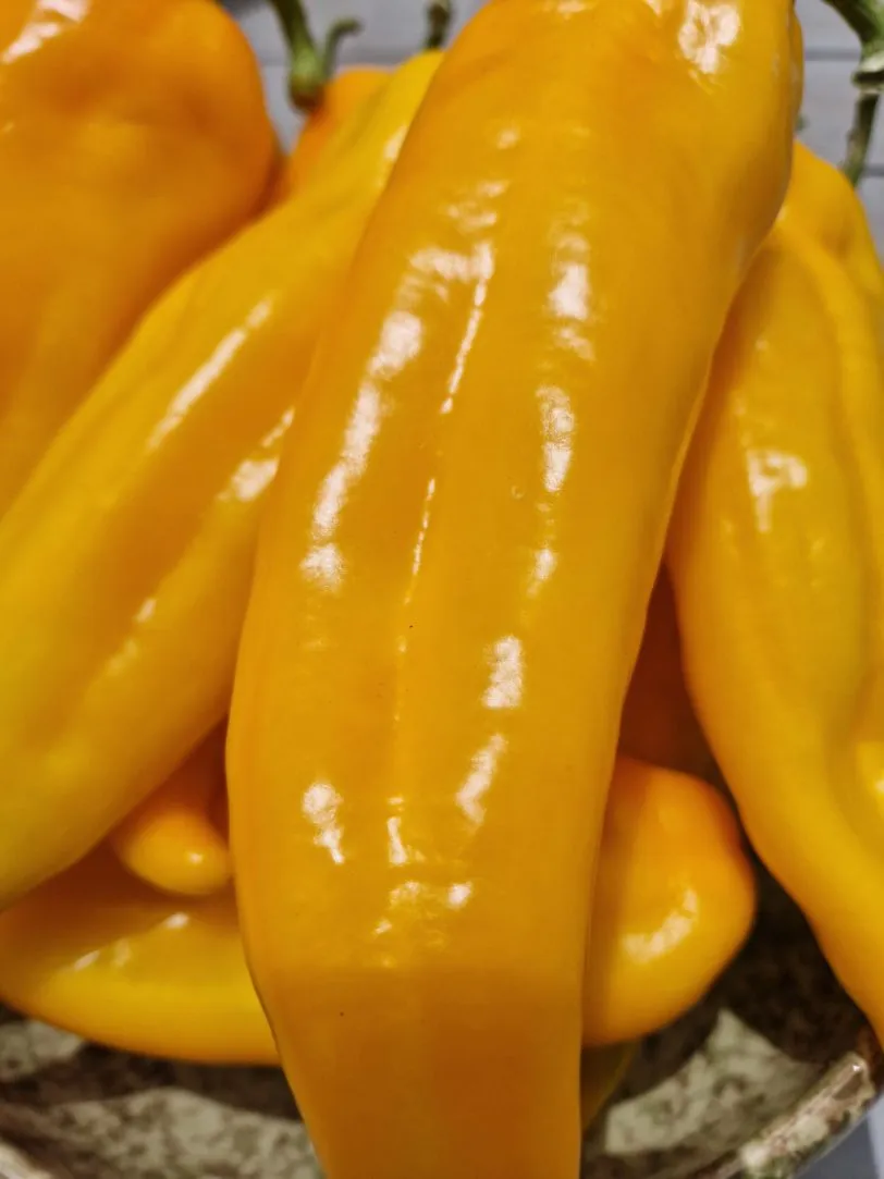 Corno Di Toro Sweet Pepper Seeds - Image 3