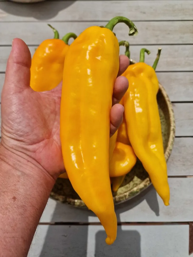 Corno Di Toro Sweet Pepper Seeds - Image 2