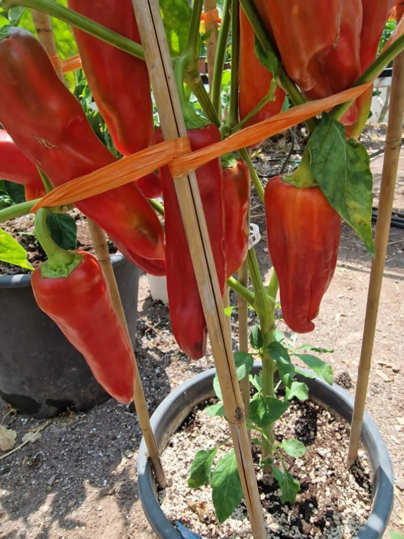 Giant Aconcagua Sweet Pepper Seeds