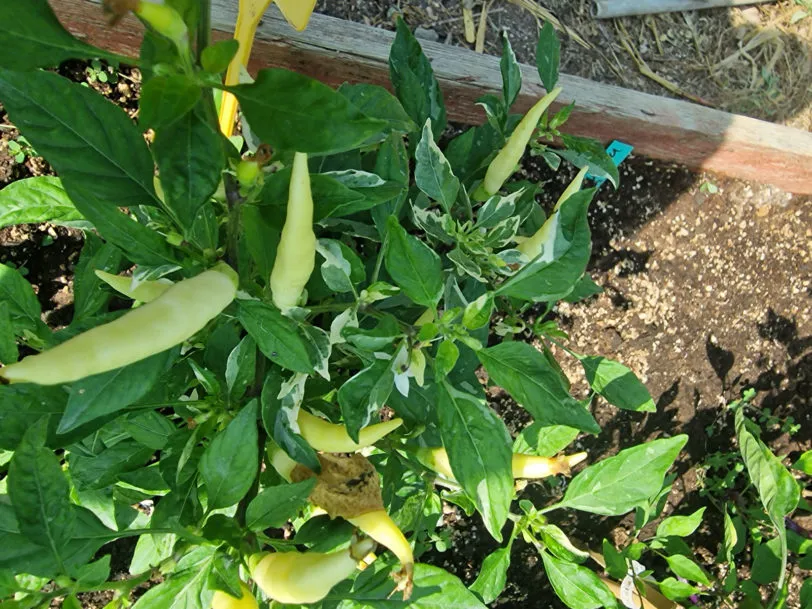 Variegated White Thai Chilli Seeds - Image 7