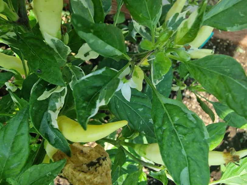 Variegated White Thai Chilli Seeds - Image 6