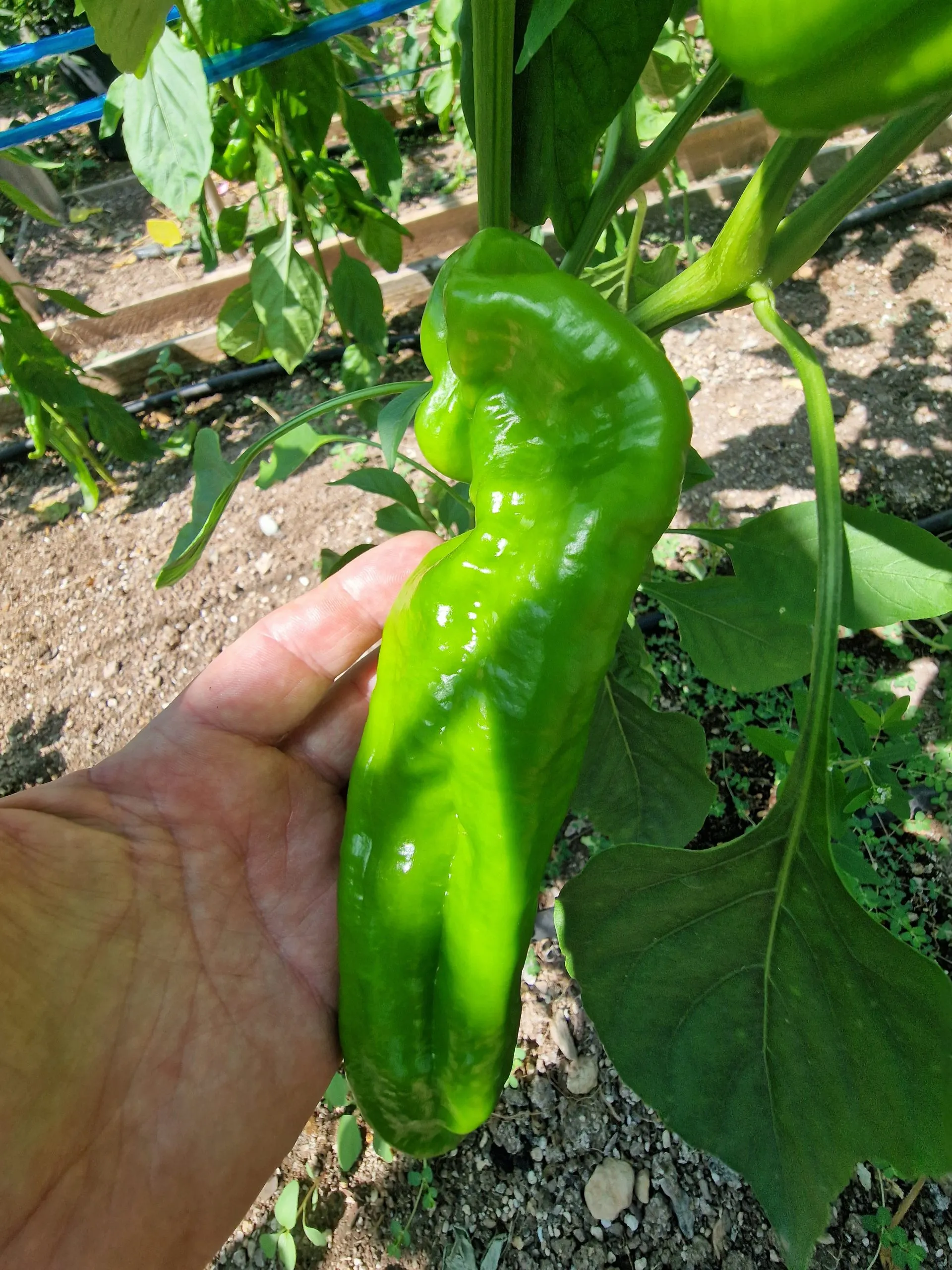 Saraga Giant Chocolate Sweet Pepper Seeds - Image 2