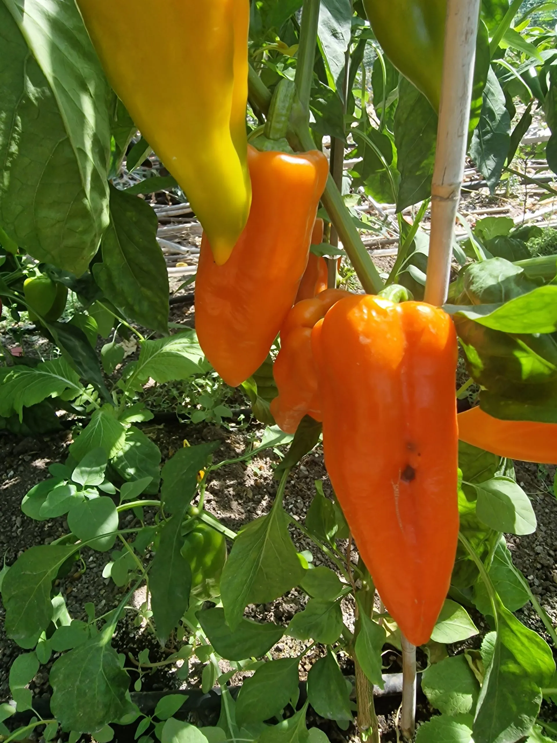 Oranos Sweet Pepper Seeds - Image 4