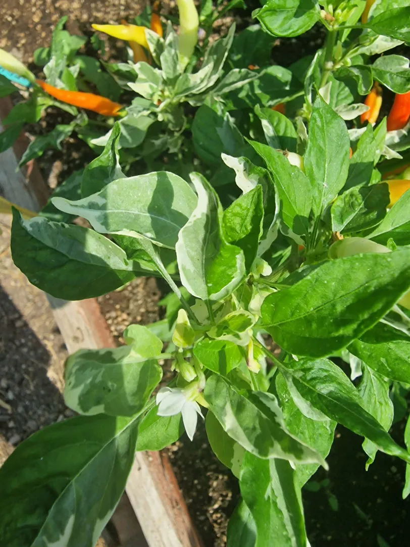 Variegated White Thai Chilli Seeds - Image 4