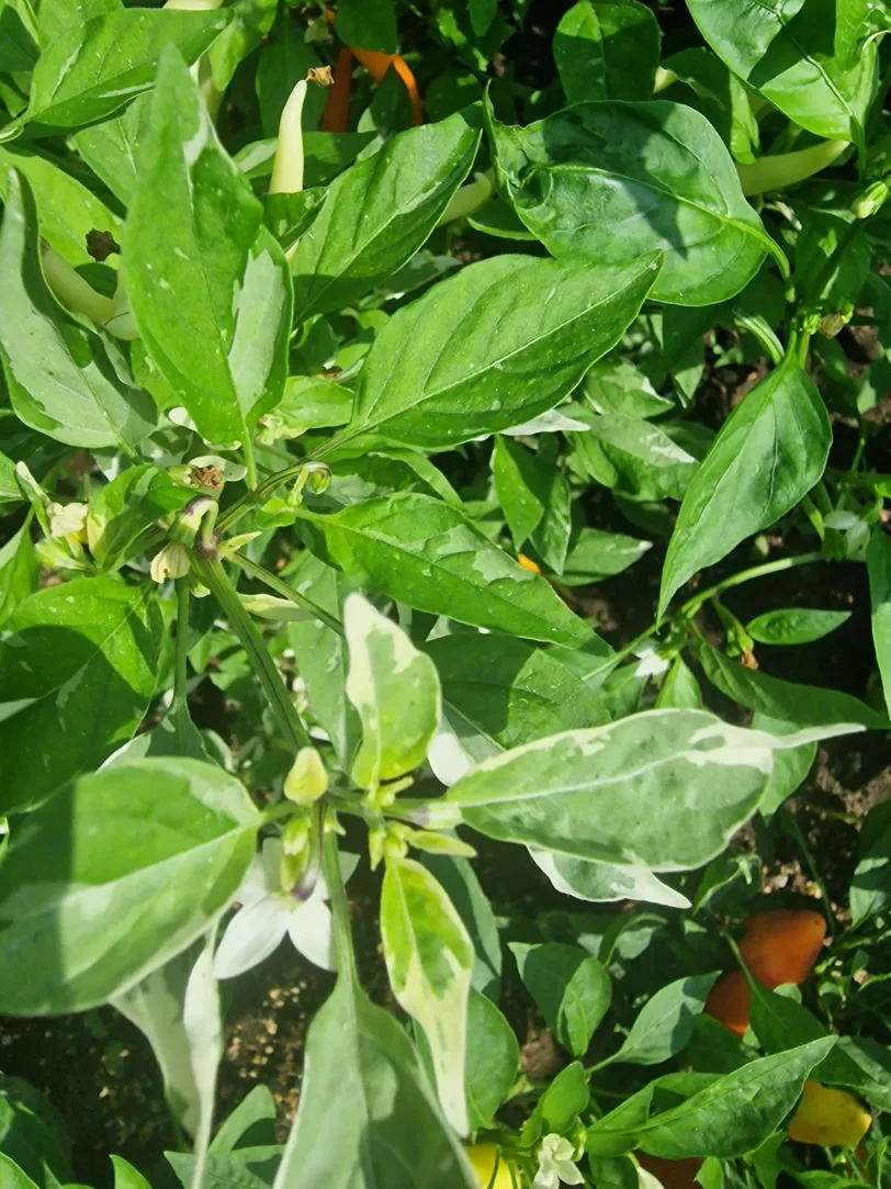 Variegated White Thai Chilli Seeds - Image 3