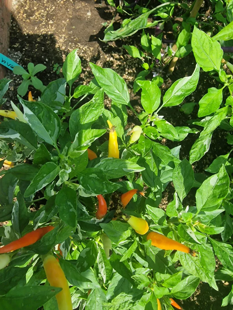 Variegated White Thai Chilli Seeds - Image 2
