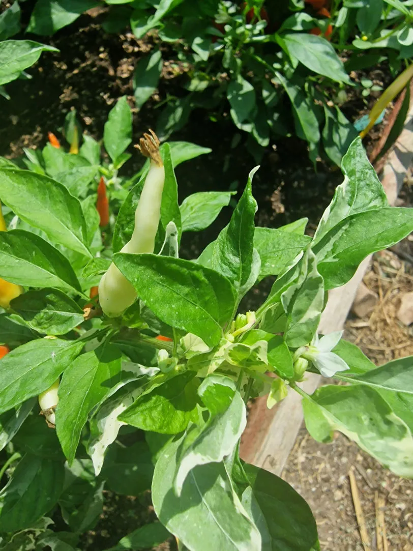 Variegated White Thai Chilli Seeds - Image 8