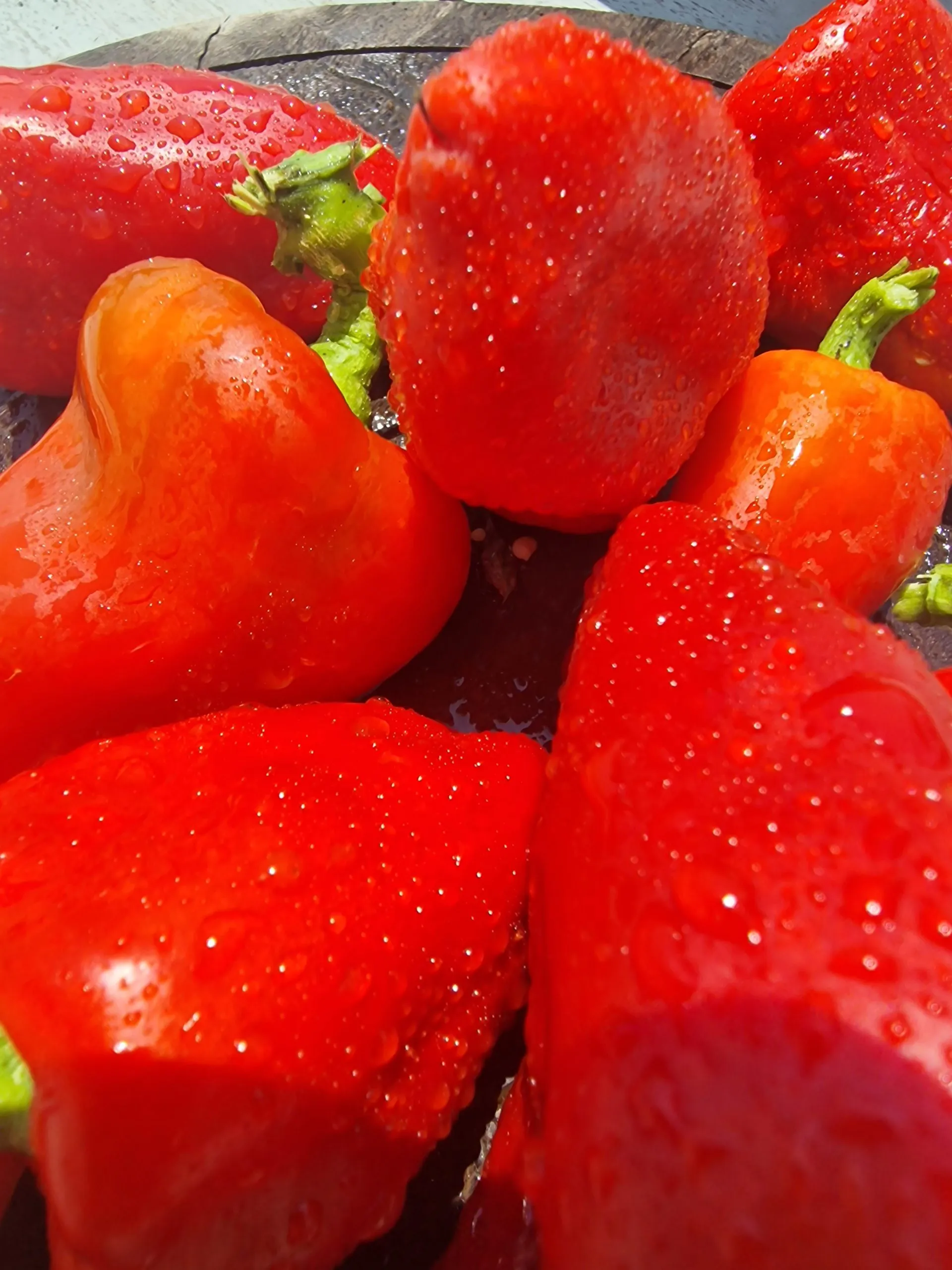 Sweet Lipstick Sweet Pepper Seeds - Image 5