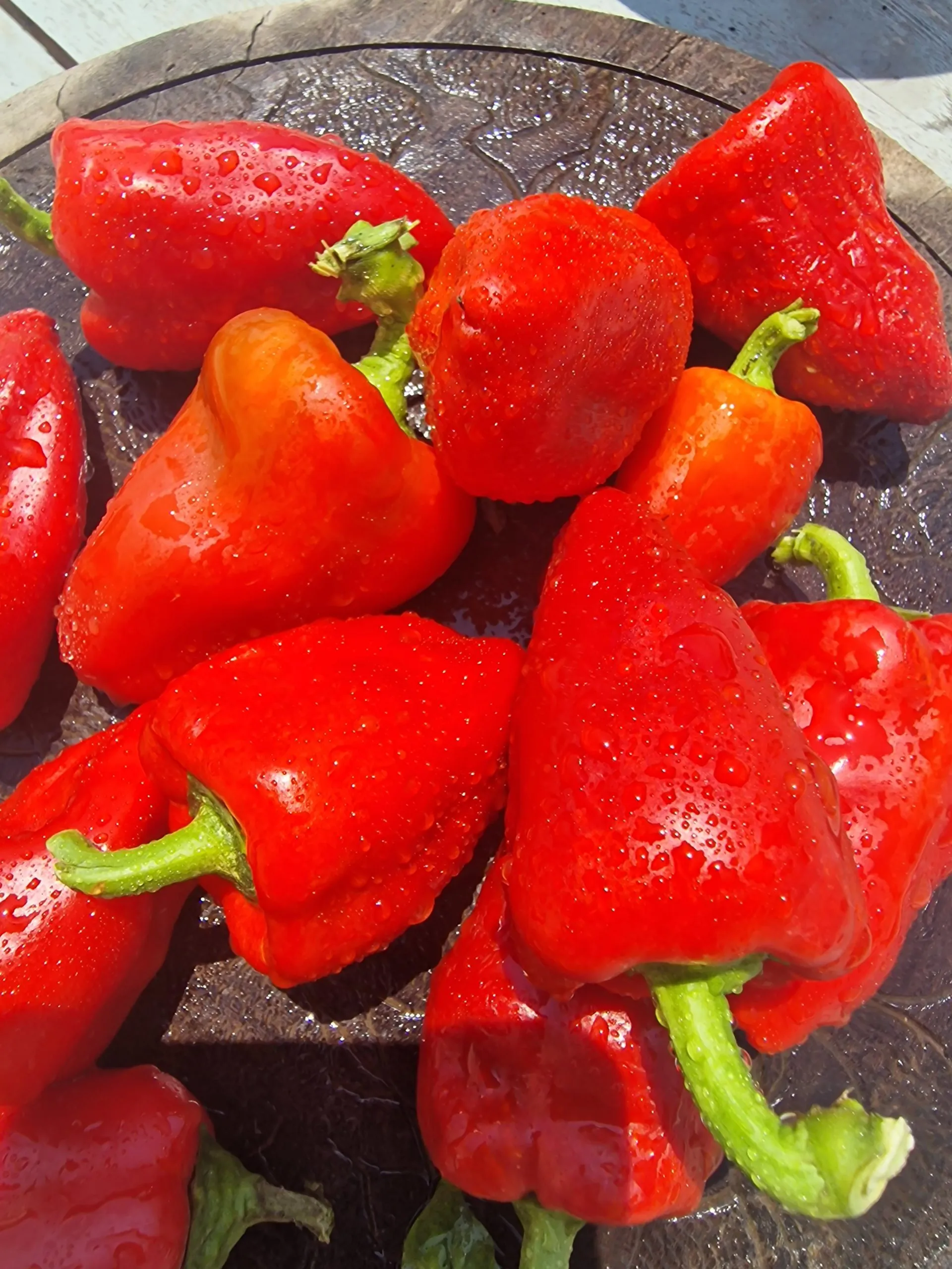 Sweet Lipstick Sweet Pepper Seeds - Image 4