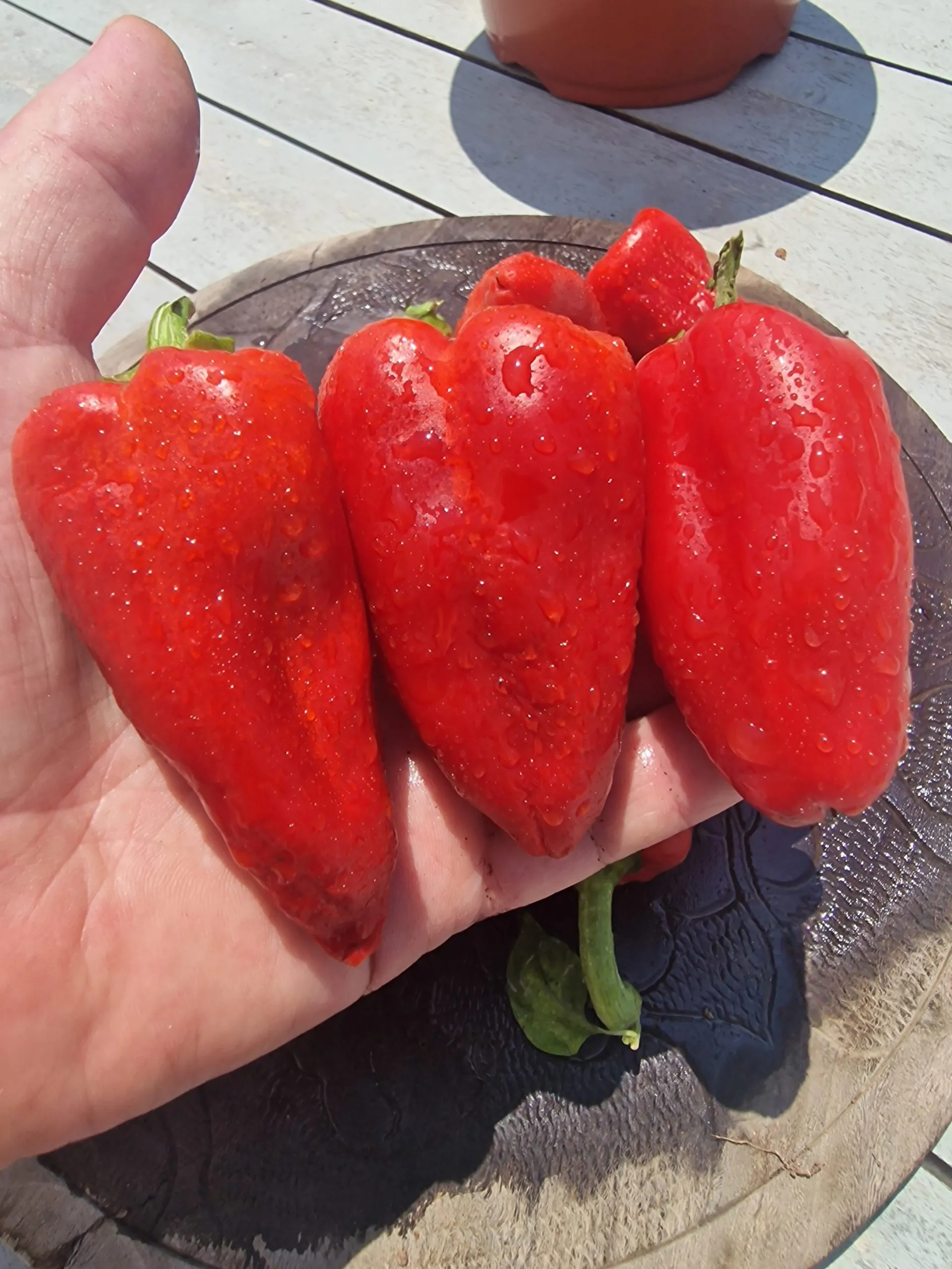 Sweet Lipstick Sweet Pepper Seeds - Image 3