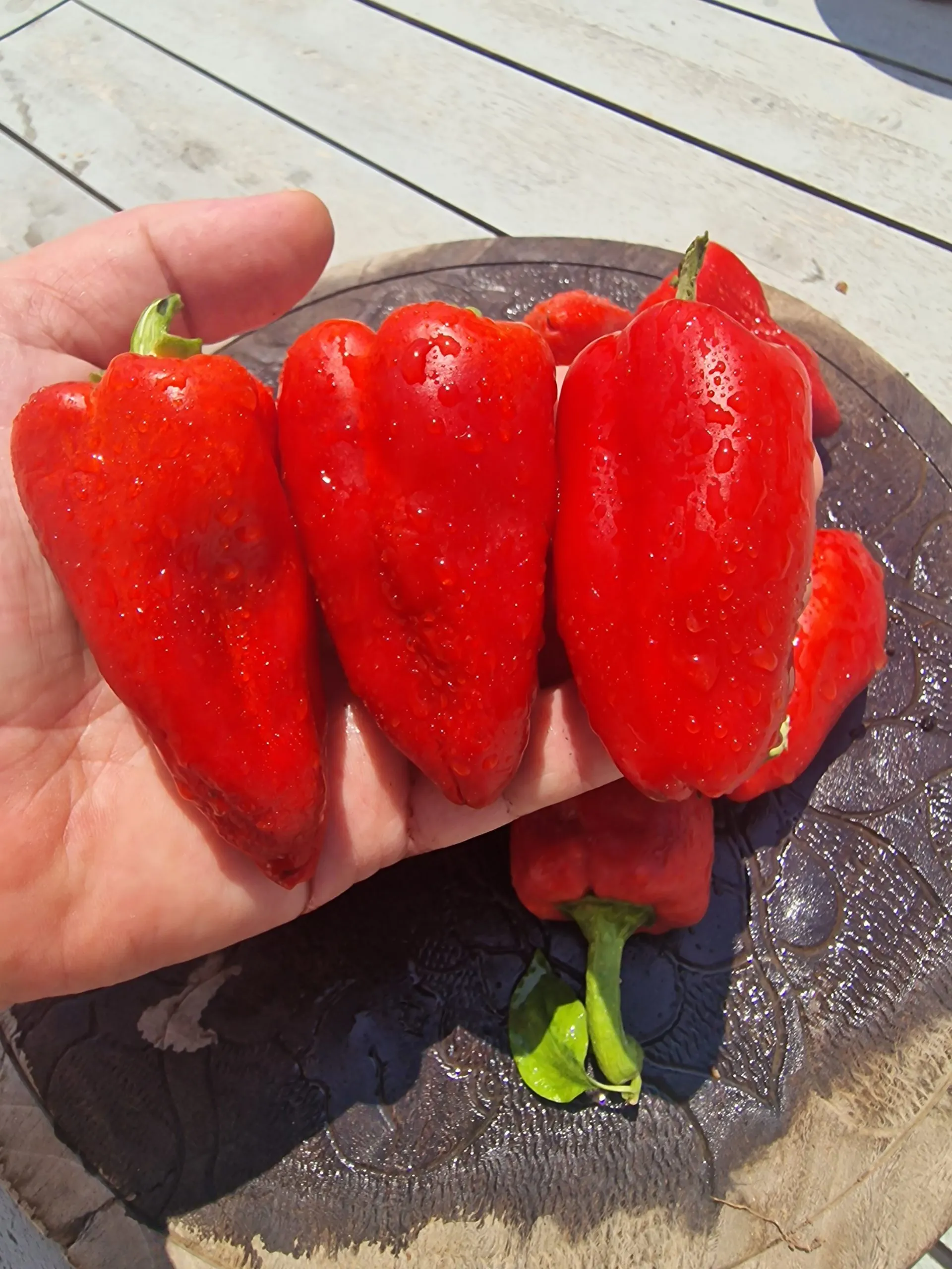 Sweet Lipstick Sweet Pepper Seeds - Image 2