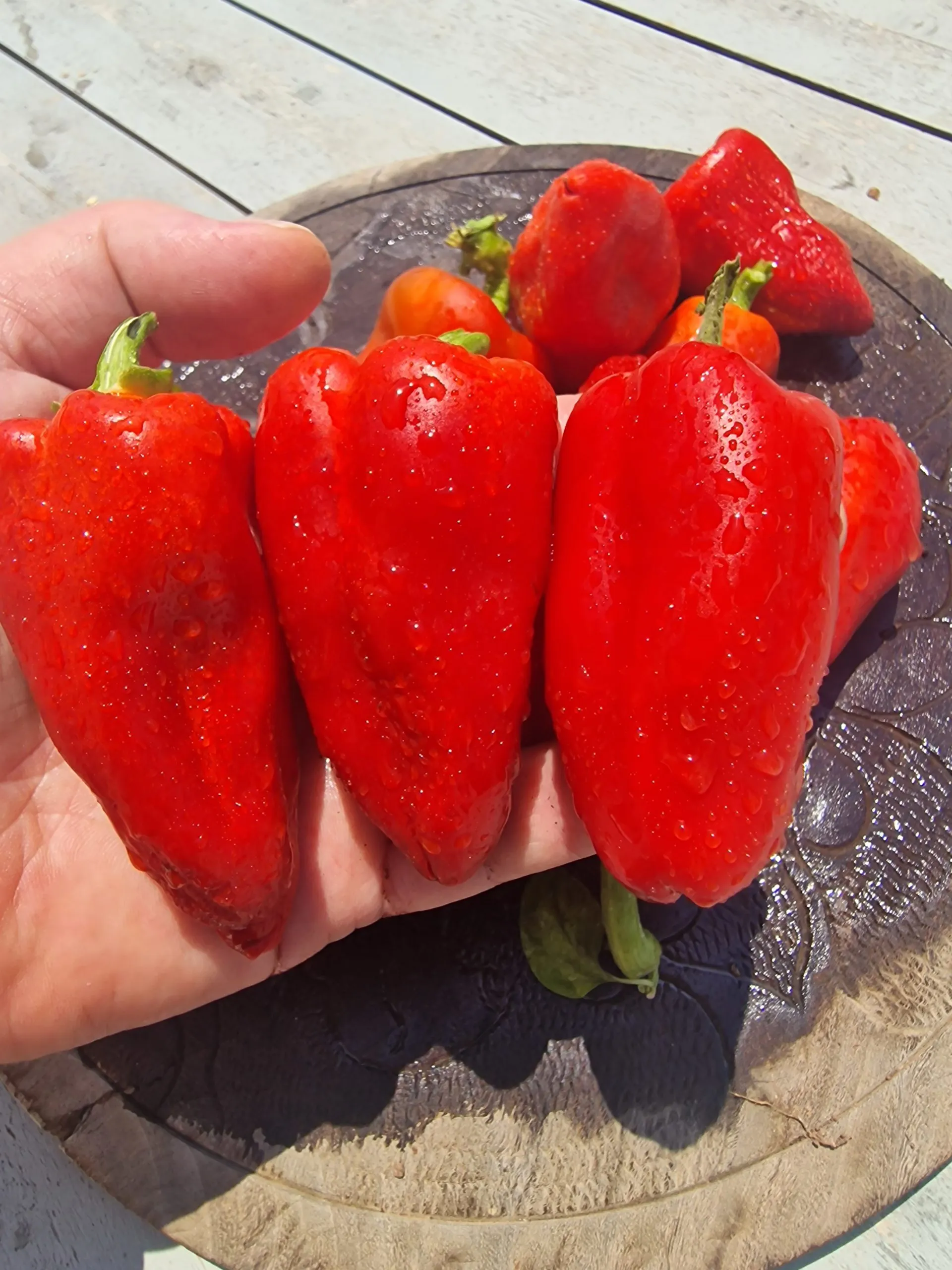 Sweet Lipstick Sweet Pepper Seeds - Image 6