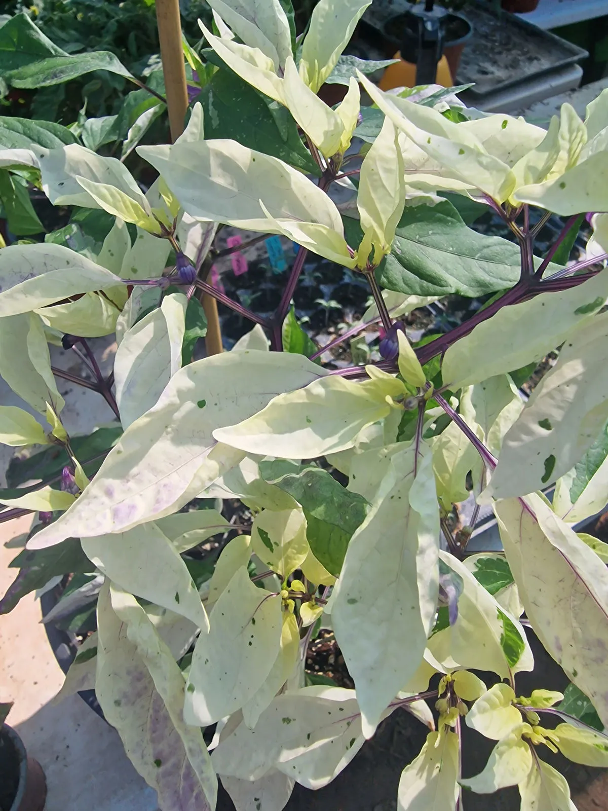 Cuban Candy Fish Pepper Chilli Seeds - Image 6