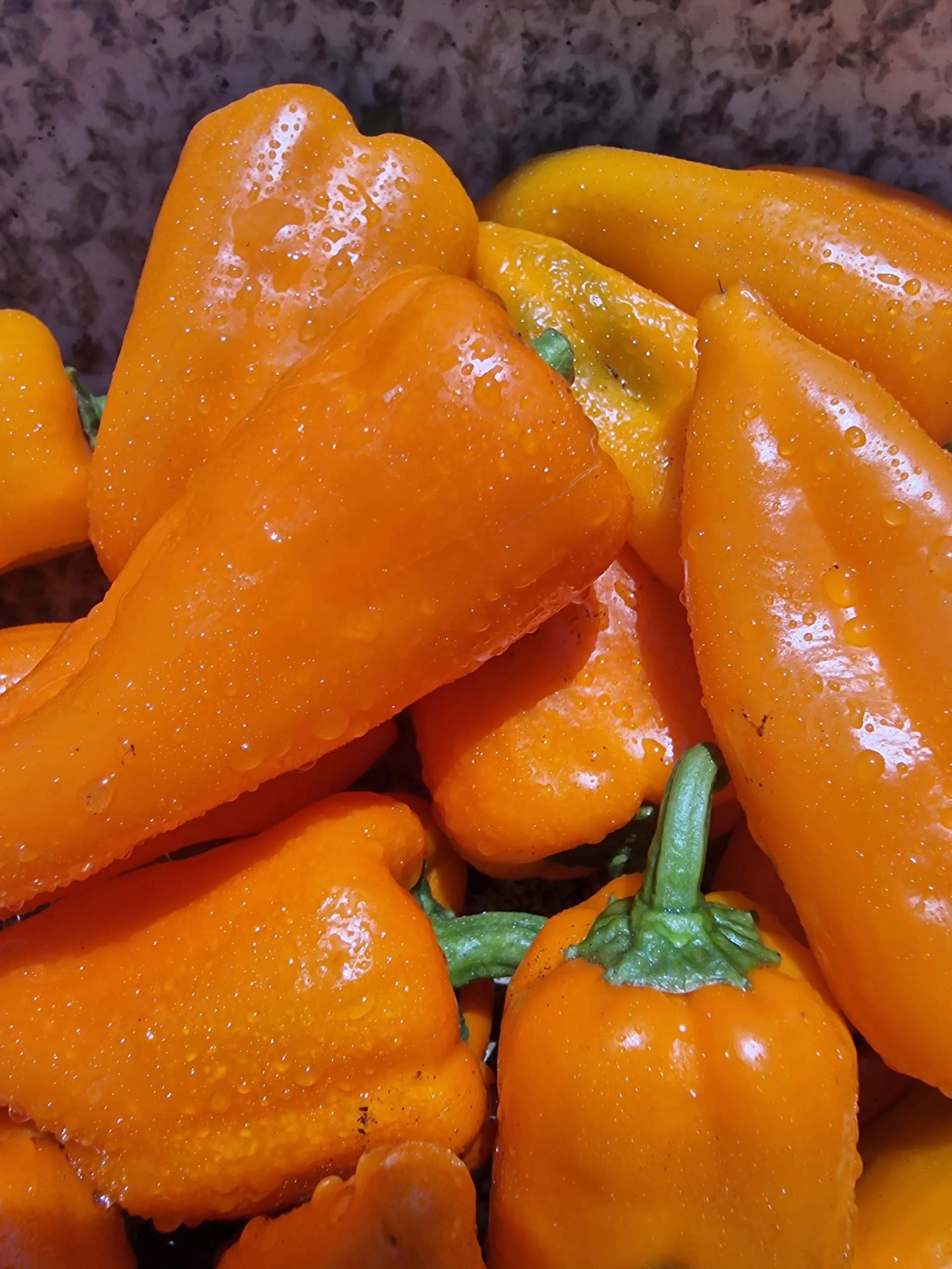 Oranos Sweet Pepper Seeds - Image 3