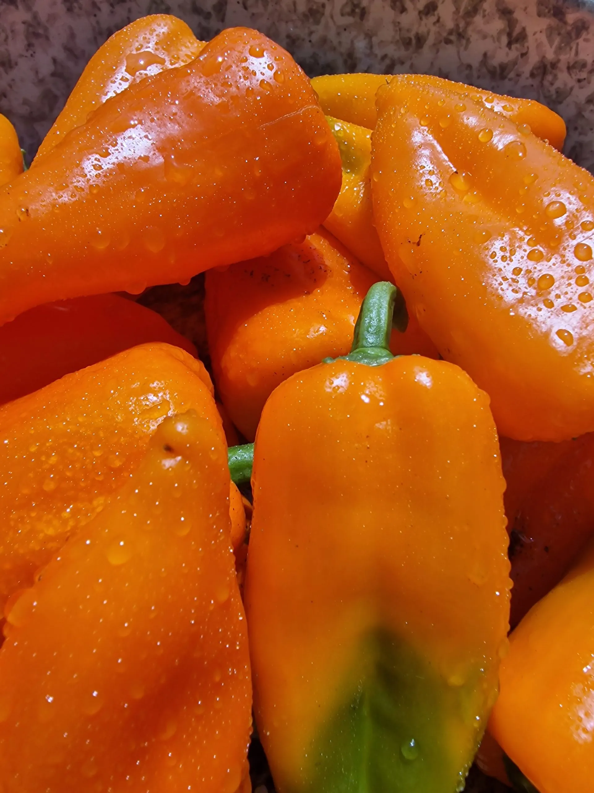 Oranos Sweet Pepper Seeds - Image 2