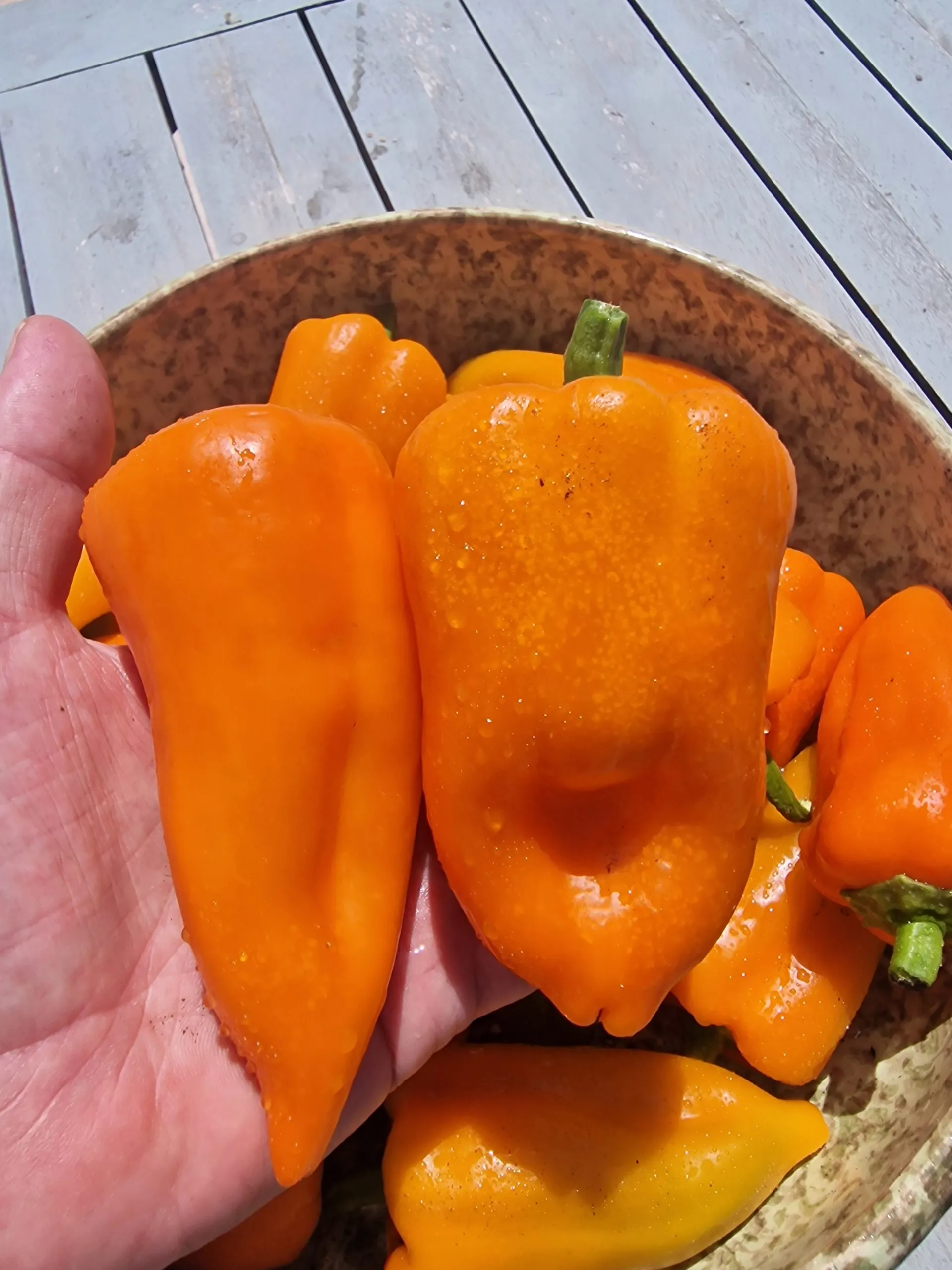 Oranos Sweet Pepper Seeds - Image 5